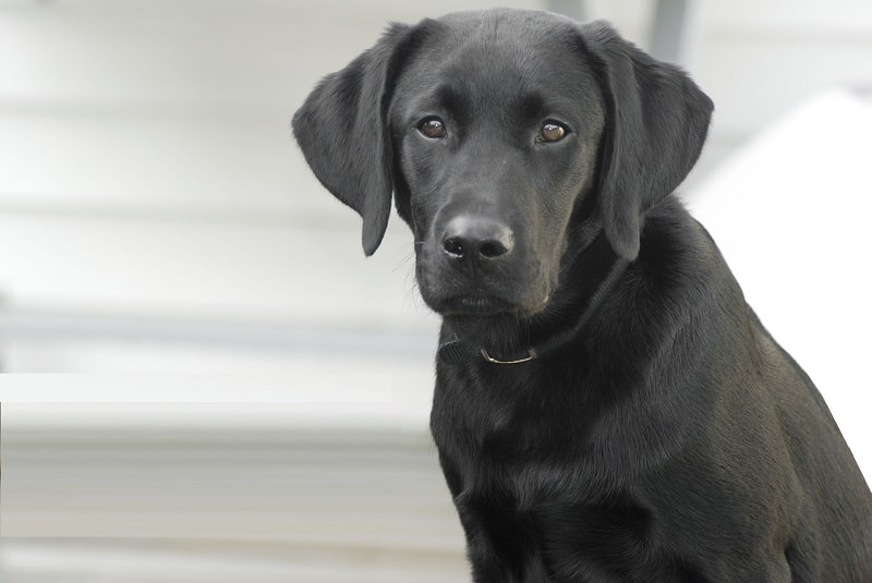 Afstand houden en een hond in dienst nemen
